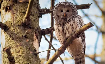 Na trenčianskej Brezine zažijete jedinečnú zimnú prechádzku lesom, môžte sa tu po tme vybrať za sovami 