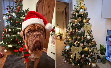 FOTO: Od tradičných po originálne. Inšpirujte sa vianočnými stromčekmi, ktoré zdobia domovy Trenčanov