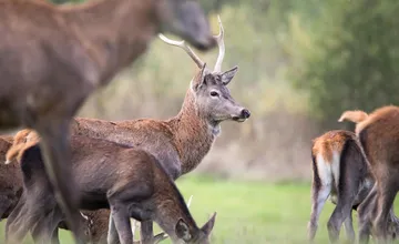 Bežec nad Pravencom narazil na krvavé stopy a vyhodené vnútornosti zvierat. Miestni za tým vidia poľovnícke praktiky 