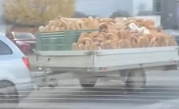 VIDEO: Video naloženého vozíka z ulíc Trenčína zabáva obyvateľov, toľko chleba mnohí pokope ešte nevideli
