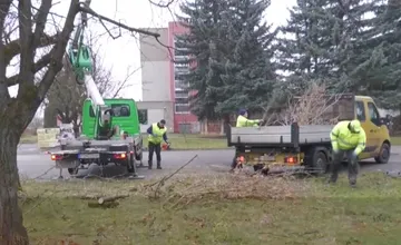 Invázny javorovec zaplavuje Prievidzu, mesto muselo pristúpiť k jeho odstraňovaniu

