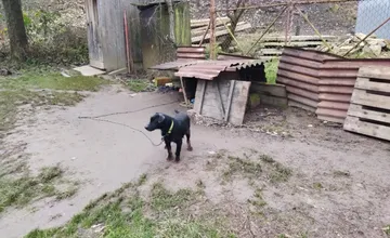 Inšpektori zachránili zanedbaného psíka z domu v Púchove, roky trpel na reťazi, teraz má šancu na nový život