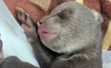 VIDEO: Ako prežili prvú noc v bojnickej ZOO osirelé mláďatá zastrelenej medvedice? Ošetrovatelia sú v prognóze opatrní