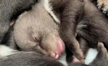 VIDEO: Starostlivosť o osirelé medvieďatá je náročná, ZOO v Bojniciach preto zavádza špeciálny podporný Medvedí vstup 