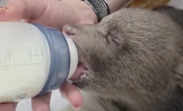 VIDEO: Zo Zoo Bojnice prišla dobrá správa, jedna z malých osirelých medvedíc prvýkrát otvorila oči