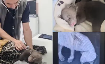 VIDEO: Medvedie siroty z Hrboltovej absolvovali svoj prvý röntgen. Veterinári si vydýchli