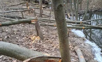 FOTO: Bobry ničia prírodu v okolí Brezovej pod Bradlom, obyvateľov hnevá, ako vyzerajú obľúbené turistické trasy 