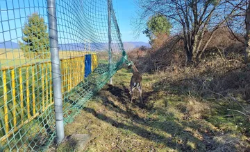FOTO: Hasiči v Kanianke zachraňovali daniela zamotaného v sieti na futbalovom ihrisku, príbeh má šťastný koniec