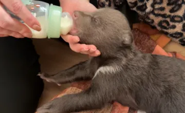 VIDEO: Osirelým medvieďatám sa darí, priberajú a dokonca už otvárajú oči. Takto vyzerajú, keď sa ukladajú na spánok