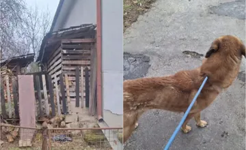 VIDEO: Príbeh psíka Lakyho láme srdce, pri Trenčíne žil dva roky medzi potkanmi a bez pohybu, až kým...