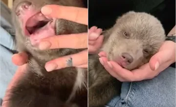 VIDEO: Z malých medvedíc sú zubaté šelmy, ošetrovateľky ukázali, aké pokroky robia osirelé sestričky v bojnickej zoo