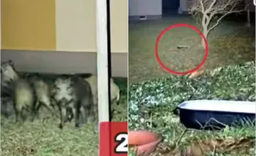 VIDEO: Diviaky sa vrátili do ulíc v Novom Meste nad Váhom, majú ich doslova v záhradách, no polícia objavila aj lákadlo