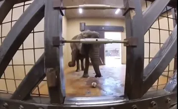 VIDEO: ZOO Bojnice zverejnila úžasné video zo zákulisia. Ošetrovateľ ukázal tréning slonov a ako dokážu spolupracovať