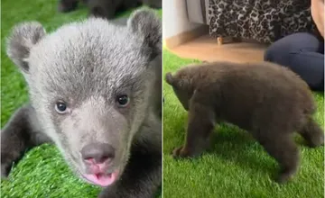 VIDEO: Malé medvedice v Bojniciach robia prvé kroky, pribúdajú im už aj zuby a sú čoraz aktívnejšie 