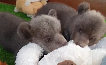 VIDEO: Malé medvedice v bojnickej ZOO stále dojímajú verejnosť, ich príbeh môžete teraz sledovať aj naživo