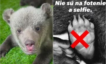 VIDEO: Ošetrovatelia opustených medvieďat v bojnickej ZOO čelia najnovšie vyhrážkam, neodbytnosti aj vulgarizmom