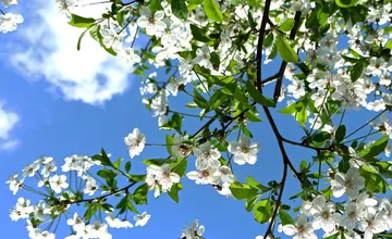 V piatok sa začína astronomická jar, od tohto dňa sa budú dni naďalej predlžovať