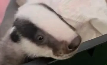 VIDEO: ZOO Bojnice má nového miláčika, do rehabilitačnej stanice prijali 4 týždňové mláďatko jazveca 