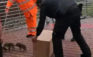 VIDEO: Nečakaná návšteva na pumpe na D1 pri Trenčíne: boli maličkí, ale dali zabrať aj skúseným zasahujúcim