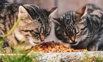 Obec Chrenovec - Brusno trápi rozhádzaný jed na potkany, zomrelo už niekoľko mačiek