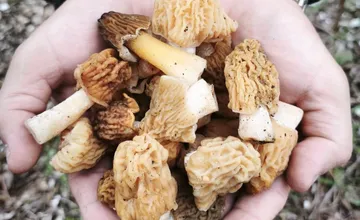 FOTO: Lesy v Trenčíne a okolí sa prebúdzajú, nadšení hubári hlásia prvé úlovky chutných jarných húb