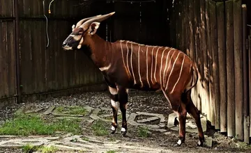 VIDEO: Samec antilopy bongo z Bojníc poputuje do Kene, posilní tam ohrozenú populáciu svojho druhu