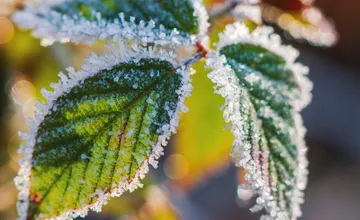 V noci v týchto okresoch v Trenčianskom kraji rátajte s prízemným mrázom, ohroziť môže vegetáciu