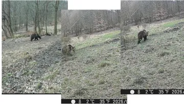 Pozor pri výletoch a túrach, v blízkosti Trenčianskych Teplíc opakovane zaznamenali výskyt medveďa v blízkosti obydlí 