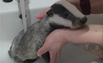 VIDEO: Dnes nič rozkošnejšie neuvidíte! ZOO Bojnice zverejnila video, kde si malý osirelý jazvec užíva prvý kúpeľ 