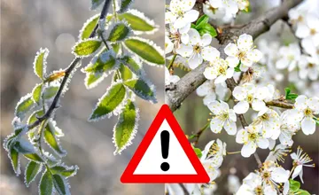 Pripravte sa, v Trenčianskom kraji môže teplota klesnúť až na -6 stupňov Celzia, ohrozená je najmä kvitnúca vegetácia 