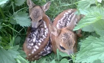 Poľovníci z Trenčína bijú na poplach, malé srnčatá často hynú pri kosbe, pomôcť im teraz môžete aj vy