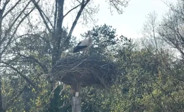 Nečakaný návrat do Bojníc, vychudnutá bocianica sa opäť po rokoch vrátila na miesto, kde ju ošetrovali 