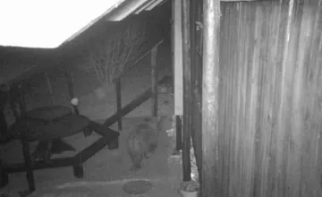 V okolí obcí v okrese Trenčín zaznamenali výskyt medveďa, obec vyzýva obyvateľov aj turistov na opatrnosť