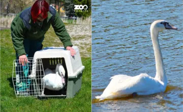 FOTO: Po úspešnej rehabilitácii vypustila Zoo Bojnice späť do prírody labuť s unikátnou genetickou mutáciou