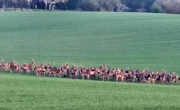 Nádherné zábery vysokej zveri pri Trenčíne vyvolali nečakanú diskusiu, čo niektorých obyvateľov znepokojilo najviac?