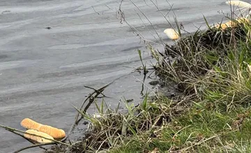 V Trenčíne skončili vo vode desiatky kusov pečiva, miestni sa sporia, či je takéto kŕmenie pre vodné vtáky vhodné