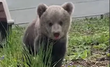 VIDEO: To je ale pokrok, malé medvedice v ZOO Bojnice už behajú po výbehu a spoznávajú okolitý svet   