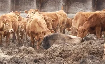 FOTO: Osirelé zubríča, ktoré sa ocitlo v stáde kráv, našlo nový domov. Malá Mirka z Polonín už je v Bojniciach
