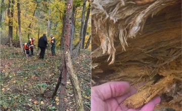 FOTO: Výrub stromov na Brezine znepokojil Trenčanov, mesto vysvetľuje, že to má svoj dôvod 