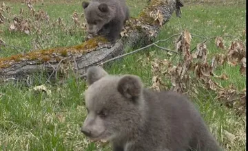 VIDEO: Osirelé medvedice v ZOO Bojnice už majú mená, ktorá dvojica vyhrala v hlasovaní? 