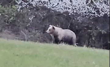 VIDEO: V prievidzskom okrese spozorovali medveďa, obyvatelia upozorňujú na jeho pohyb v okolí 