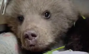 VIDEO: Do Bojníc priviezli ďalšie osirelé medvieďa, bojuje s dehydratáciou a parazitmi, dostalo okamžitú pomoc