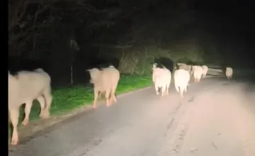 VIDEO: Vodič zažil pri Beckove nočné prekvapenie, stádo kráv uprostred cesty zastavilo akúkoľvek premávku