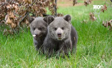FOTO: ZOO Bojnice pripravuje živé vysielanie s obľúbenými medvieďatami, verejnosť ich uvidí počas rannej prechádzky