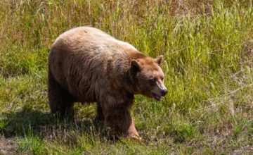 FOTO: V katastri obce neďaleko Ilavy spozorovali medveďa, radnica vyzýva obyvateľov na opatrnosť