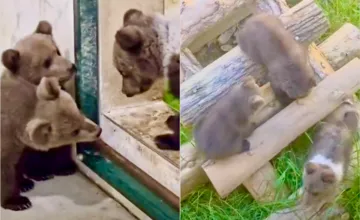 VIDEO: Bojnická ZOO spojila tri osirelé medvieďatá dokopy, po liečbe sa k Lade a Vesne pridala aj malá Zora