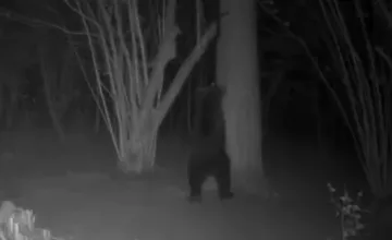 Pozor, v Nimnici zaznamenali výskyt medveďa, obec vyzýva obyvateľov na opatrnosť