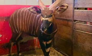 FOTO: Samec antilopy z bojnickej ZOO do Kene napokon necestoval, projekt záchrany druhu však pokračuje aj bez neho