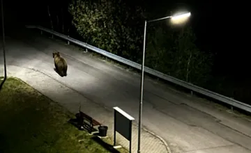 Pri bytovkách v Nitrianskom Pravne sa pohyboval medveď, vyslaný bol zásahový tím. Starosta vyzval k opatrnosti