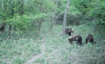 Pozor, pri Prievidzi zachytili skupinku medveďov, obec varuje turistov pred rizikovou oblasťou 